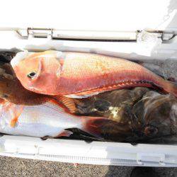 大進丸(新潟) 釣果