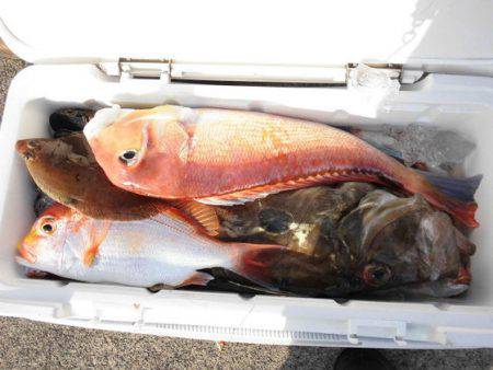 大進丸(新潟) 釣果