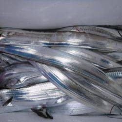 遊漁船 幸友丸 釣果