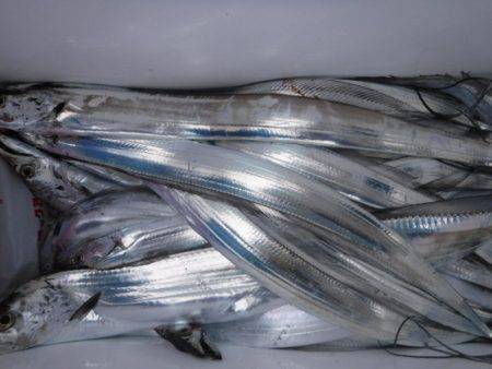 遊漁船 幸友丸 釣果