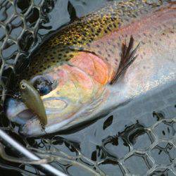 小菅トラウトガーデン 釣果