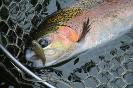 小菅トラウトガーデン 釣果