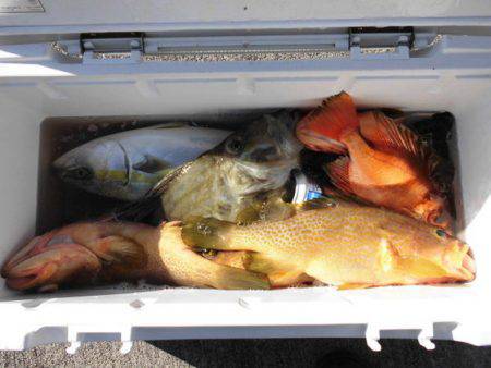 大進丸(新潟) 釣果