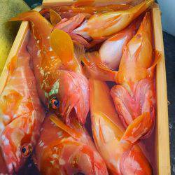 フィッシングハウス伊藤 釣果