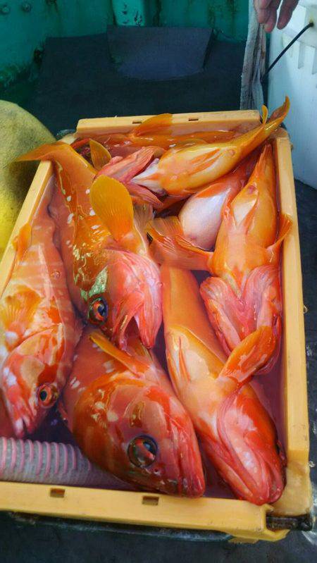 フィッシングハウス伊藤 釣果