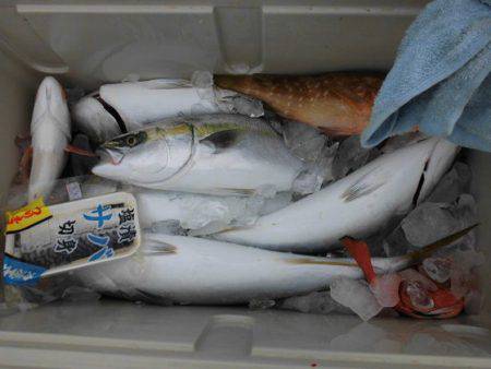 大進丸（新潟） 釣果