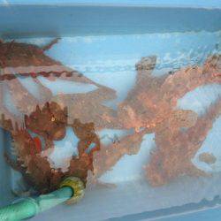 大進丸(新潟) 釣果