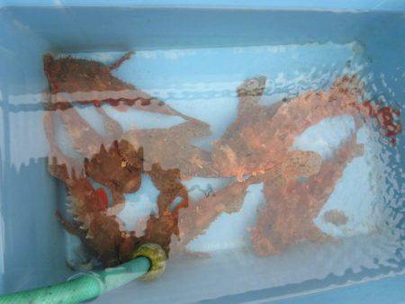 大進丸(新潟) 釣果