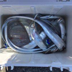 遊漁船高橋 釣果