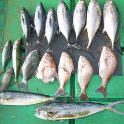 真祐丸 （しんゆうまる） 釣果