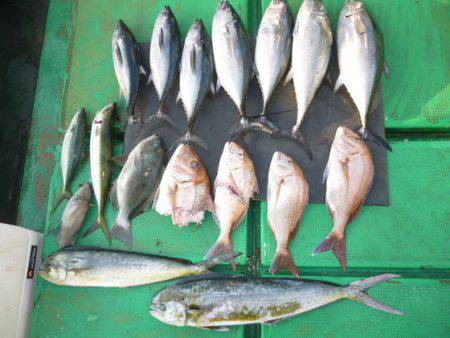 真祐丸 （しんゆうまる） 釣果