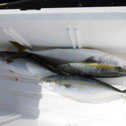 大進丸(新潟) 釣果