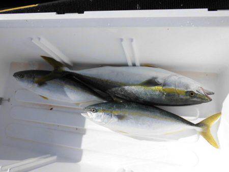 大進丸(新潟) 釣果