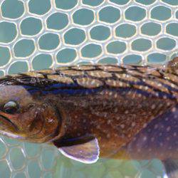 小菅トラウトガーデン 釣果