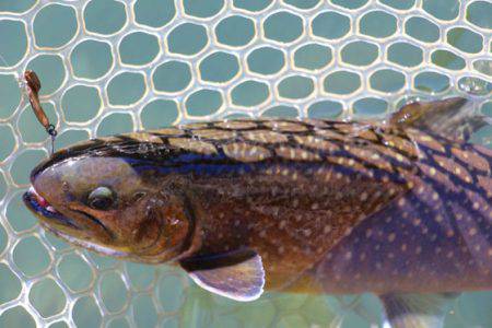 小菅トラウトガーデン 釣果