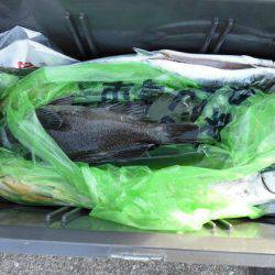 大進丸(新潟) 釣果