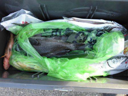 大進丸(新潟) 釣果