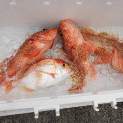 大進丸(新潟) 釣果