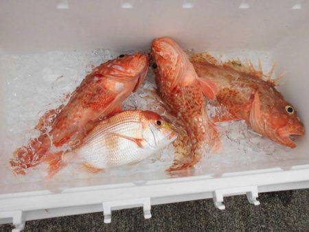 大進丸(新潟) 釣果