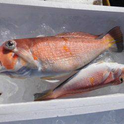 大進丸(新潟) 釣果