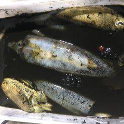 オーシャンズ 釣果