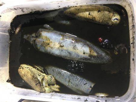 オーシャンズ 釣果