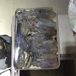 オーシャンズ 釣果