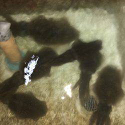 オーシャンズ 釣果