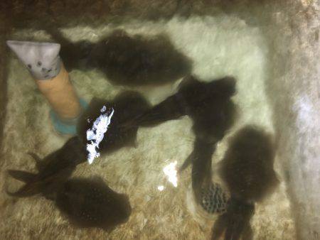 オーシャンズ 釣果