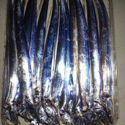 オーシャンズ 釣果