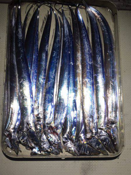 オーシャンズ 釣果