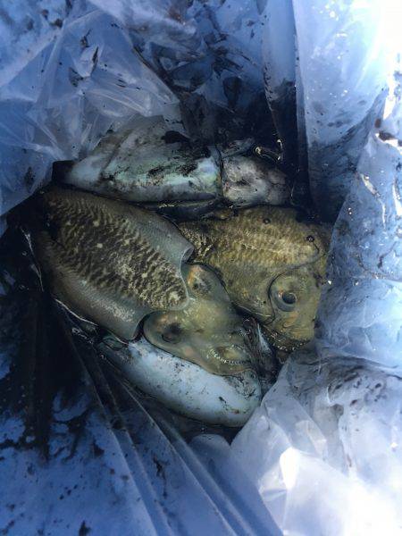 オーシャンズ 釣果