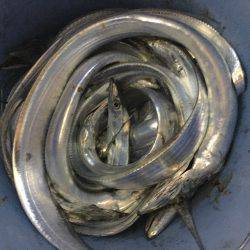 オーシャンズ 釣果