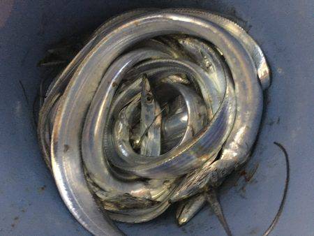 オーシャンズ 釣果