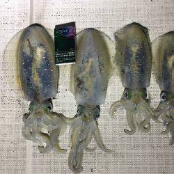 オーシャンズ 釣果