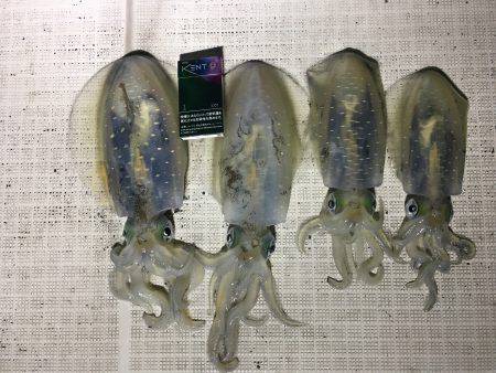 オーシャンズ 釣果