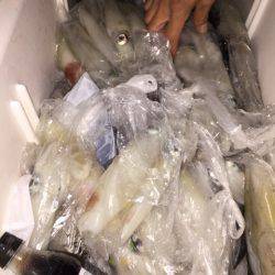 幸風(さちかぜ) 釣果