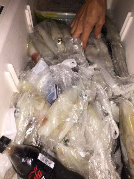 幸風(さちかぜ) 釣果