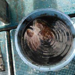 フィッシングガイド りょう 釣果