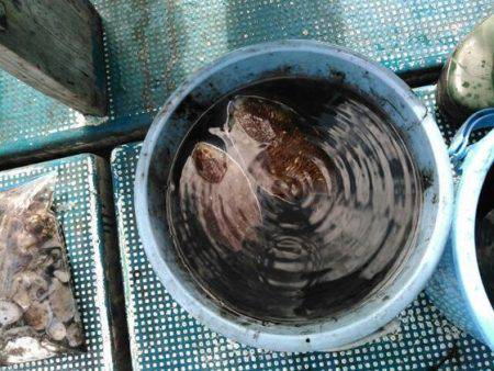 フィッシングガイド りょう 釣果