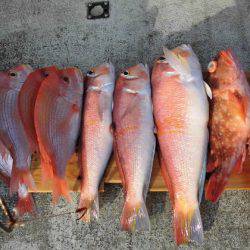 大進丸(新潟) 釣果