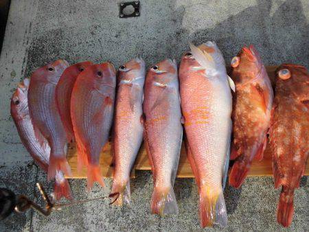 大進丸(新潟) 釣果