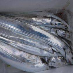 遊漁船 幸友丸 釣果