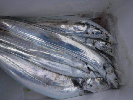 遊漁船 幸友丸 釣果