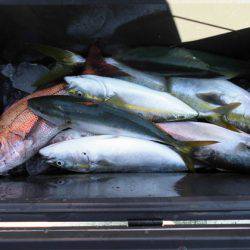 大進丸(新潟) 釣果