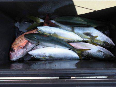 大進丸(新潟) 釣果