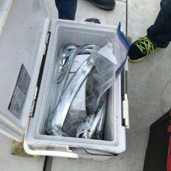 フィッシングガイド りょう 釣果