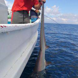遊漁船 新鋭丸 釣果