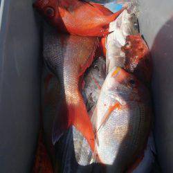 遊漁船 新鋭丸 釣果