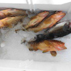 大進丸(新潟) 釣果